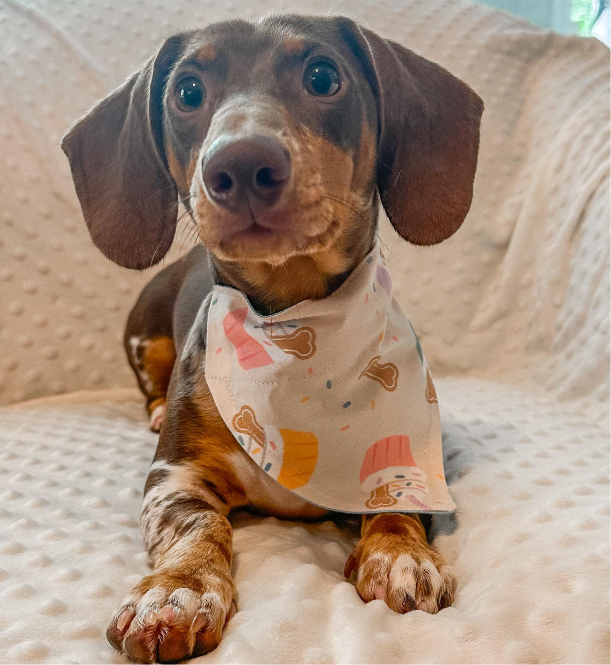 Pupcake Over the Collar Dog Bandana