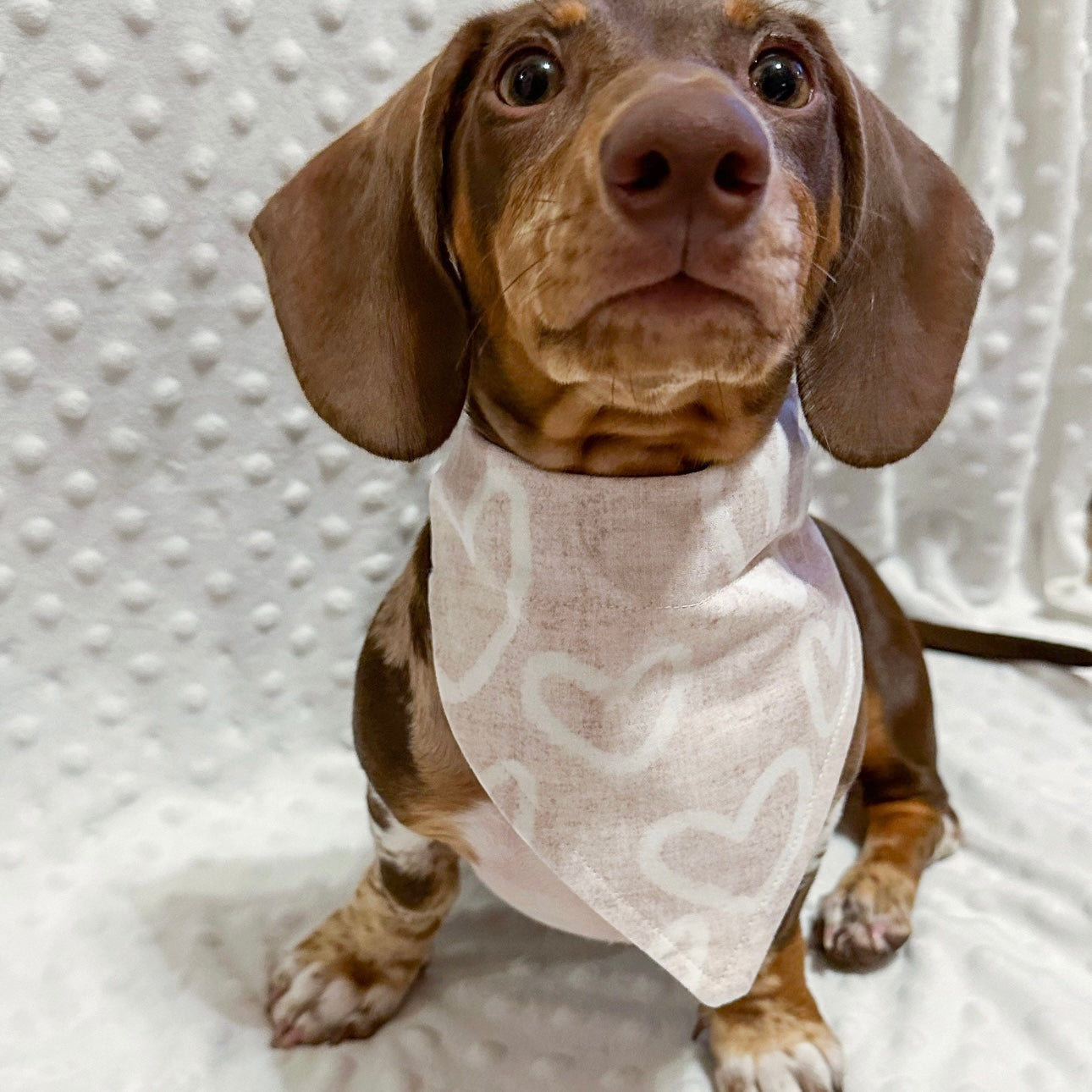 Neutral Heart Over the Collar Bandana