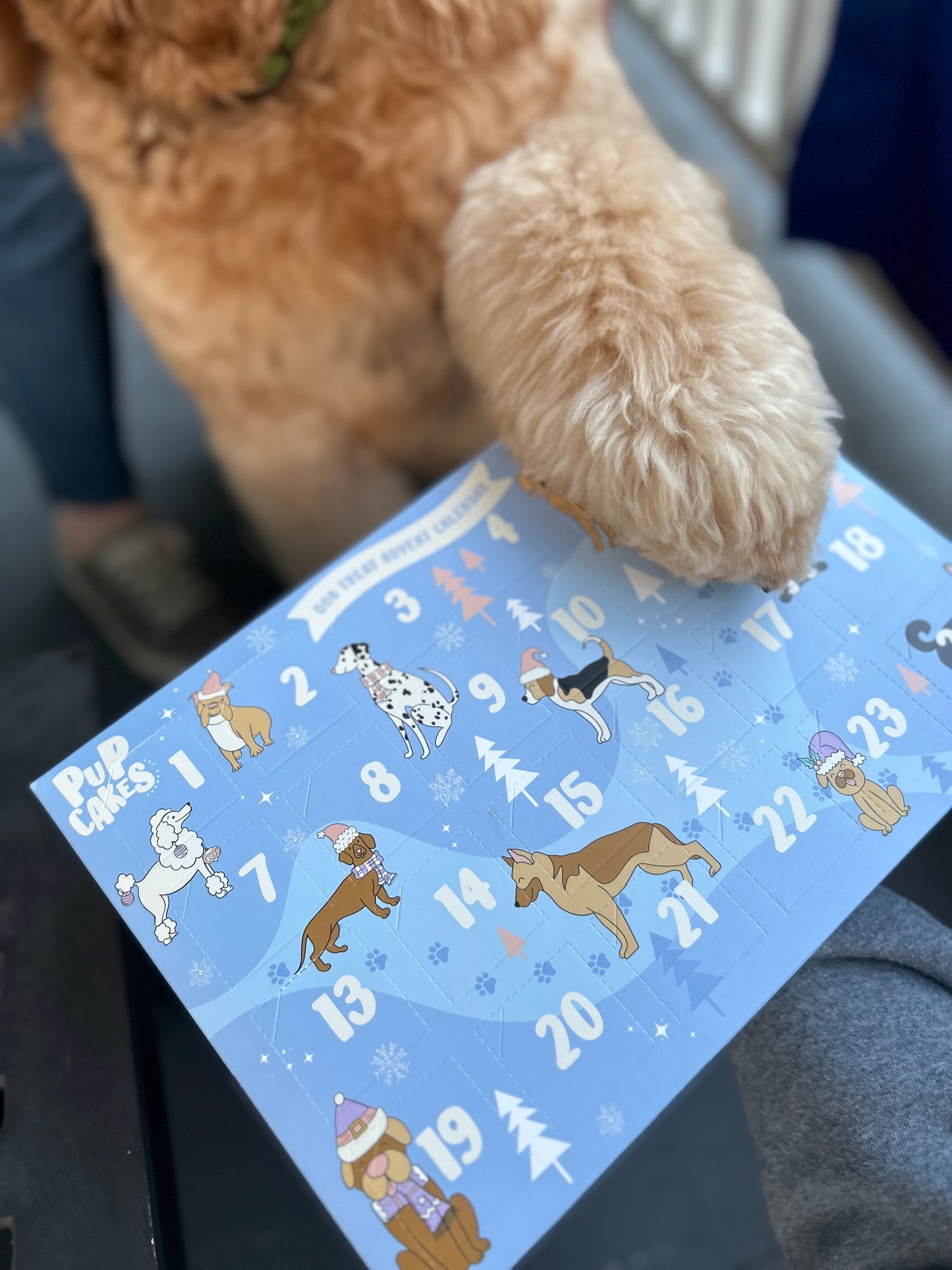 Dog Treat Advent Calendar