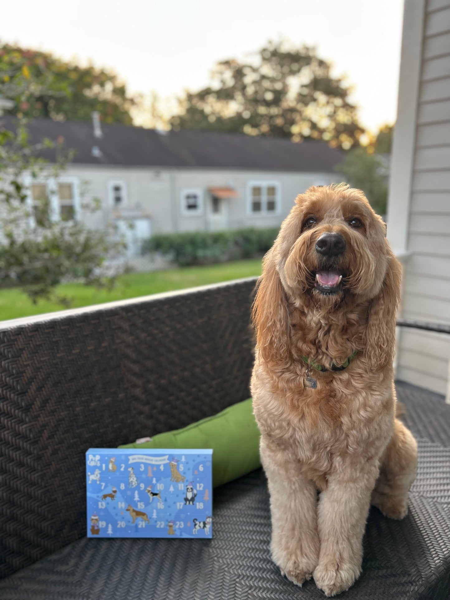 Dog Treat Advent Calendar