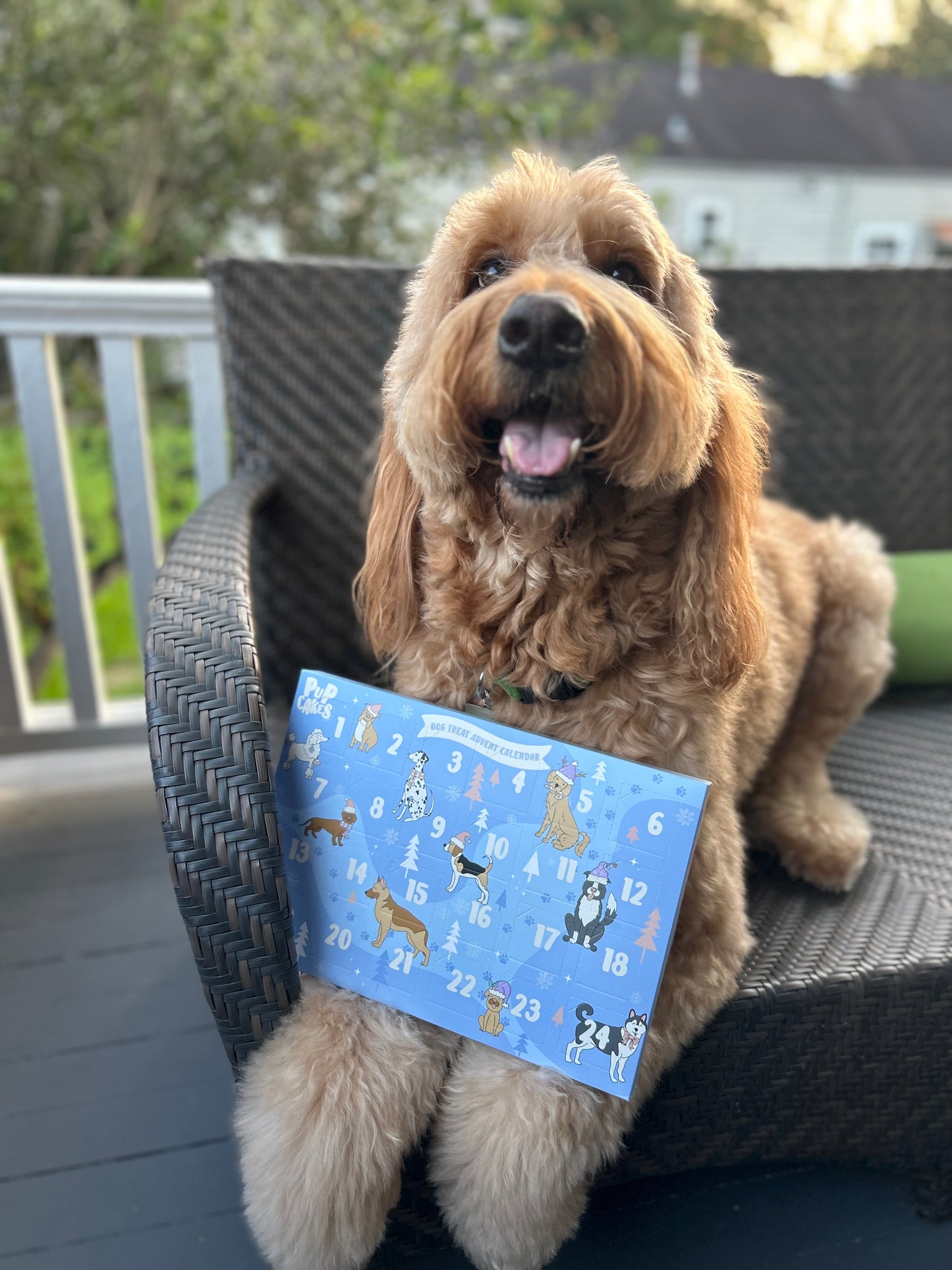 Dog Treat Advent Calendar